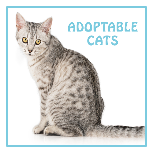 Adoptable Cats – Gwinnett Humane Society