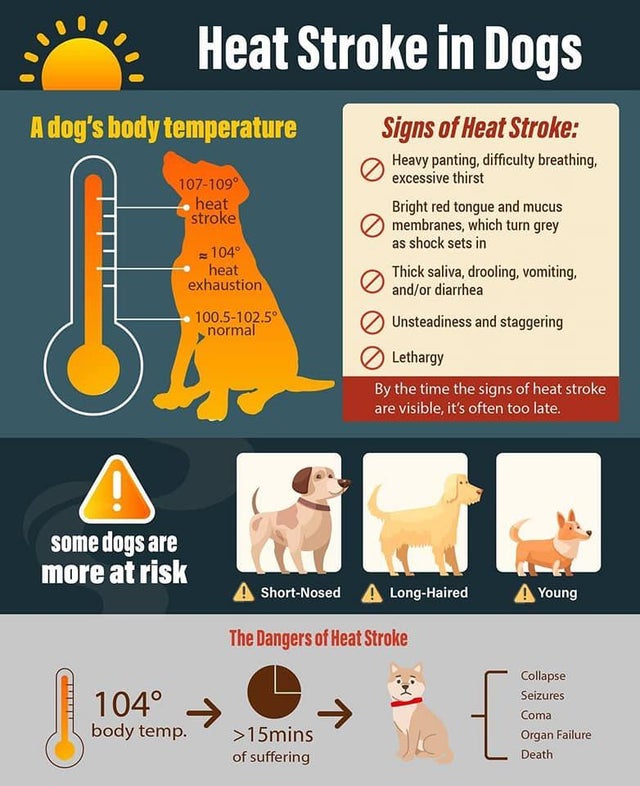 what is a normal temperature for a dog